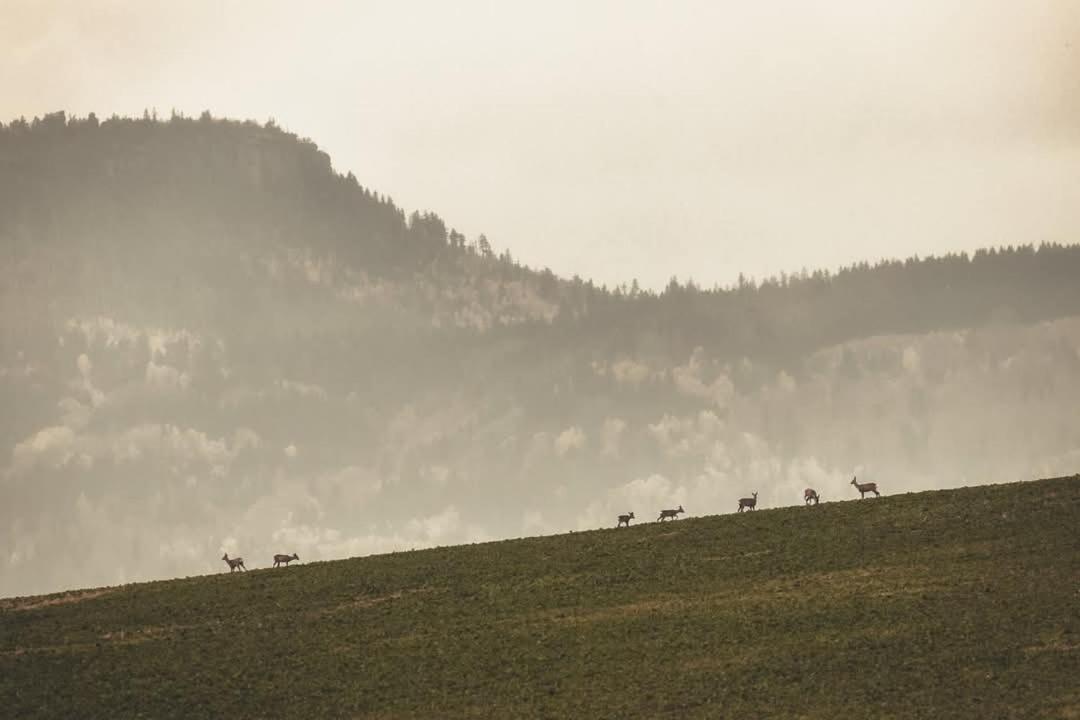 Wataha Pod Basztami - Wadera - Domki Caloroczne Radkow Zewnętrze zdjęcie